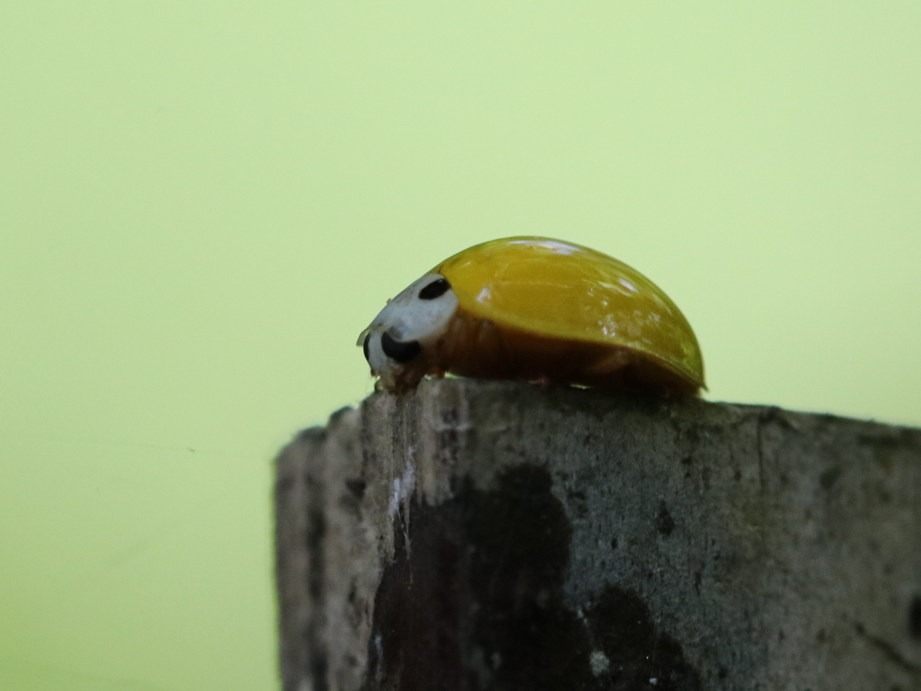柵上のキイロテントウ